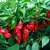 Naga Morich