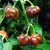 Sazenice Habanero Chocolate
