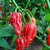 Trinidad Scorpion Butch Taylor