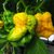 Chilli Trinidad Scorpion Moruga Yellow semienka