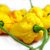 Chilli Trinidad Scorpion Moruga Yellow semienka