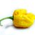 Chilli Trinidad Scorpion Moruga Yellow semienka