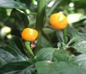 Aji Charapita