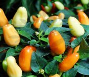 Thanksgiving Chilli
