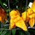 Bhut Jolokia Yellow