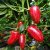 Jalapeno Jalastar