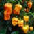NuMex Suave Orange