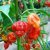 Trinidad Scorpion Butch Taylor
