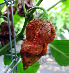 7 Pot Brown