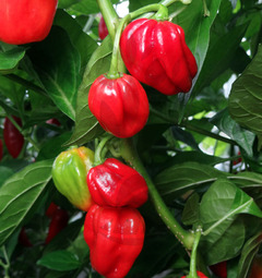 Antillais Caribbean