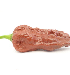 Bhut Jolokia Chocolate