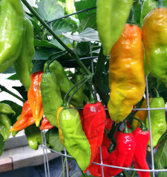Bhut Ghost Jolokia