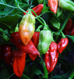 Bhut Jolokia White