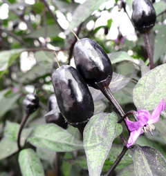 Black Olive Ornamental