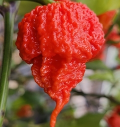 Carolina Reaper HP22B