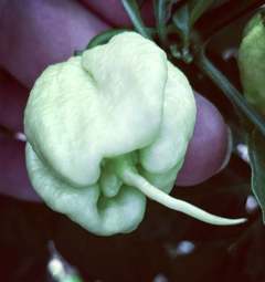 Chilli Carolina Reaper White semienka