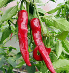 Cayenne Red