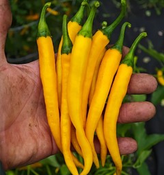 Cayenne Yellow