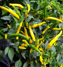 Cayenne Yellow