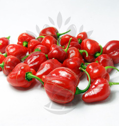 Čerstvé papričky Habanero Red Savina