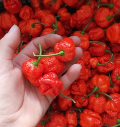 Čerstvé papričky Trinidad Scorpion Moruga