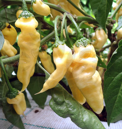 Devils Tongue White