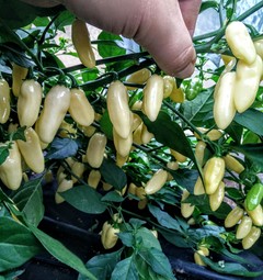 Habanero White Long