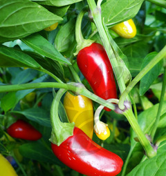 Jalapeno NuMex Pinata