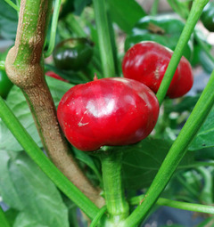 Large Red Cherry