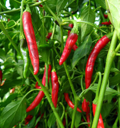 Naga Jolokia or PC-1