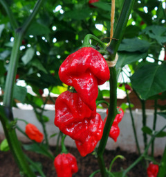 Naga Viper Pepper | semena chilli 10 ks