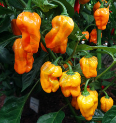 NuMex Suave Orange