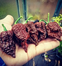 Sadenica Borg 9 Chocolate