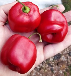Sadenica De La Selva Rojo Arequipa