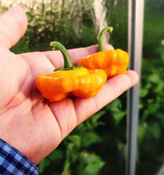 Sadenica chilli Squash Jamaican Yellow