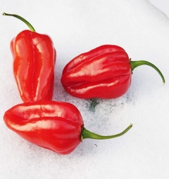 Sadenica Habanero Red