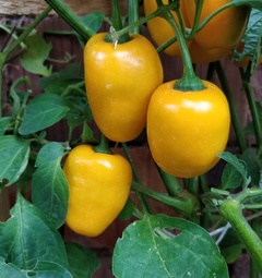 Sadenica Manzano Rocoto Orange