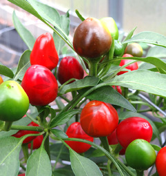 Satans Kiss / Ciliegia Picante