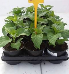Sadenica Trinidad Scorpion Butch Taylor