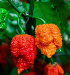 Semená Carolina Reaper HP22B
