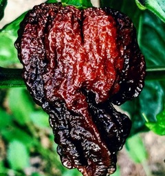 Semen&aacute; Chilli Nagabrain Chocolate semienka