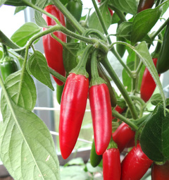 Serrano Chilli