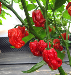 Trinidad 7 Pot Jonah