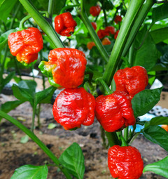 Trinidad Scorpion Moruga