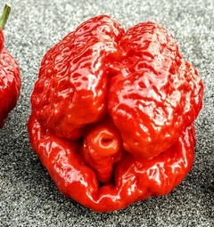 Trinidad Scorpion Satan