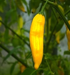 Aji Lemon Drop | semena chilli 10 ks