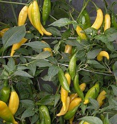 Aji Lemon Drop | semena chilli 10 ks