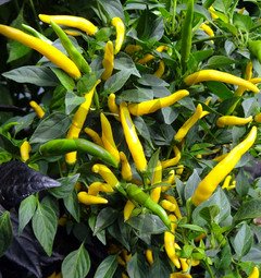 Cayenne Yellow