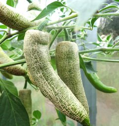 Jalapeno Farmers