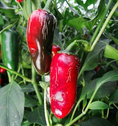 Jalapeno Senorita